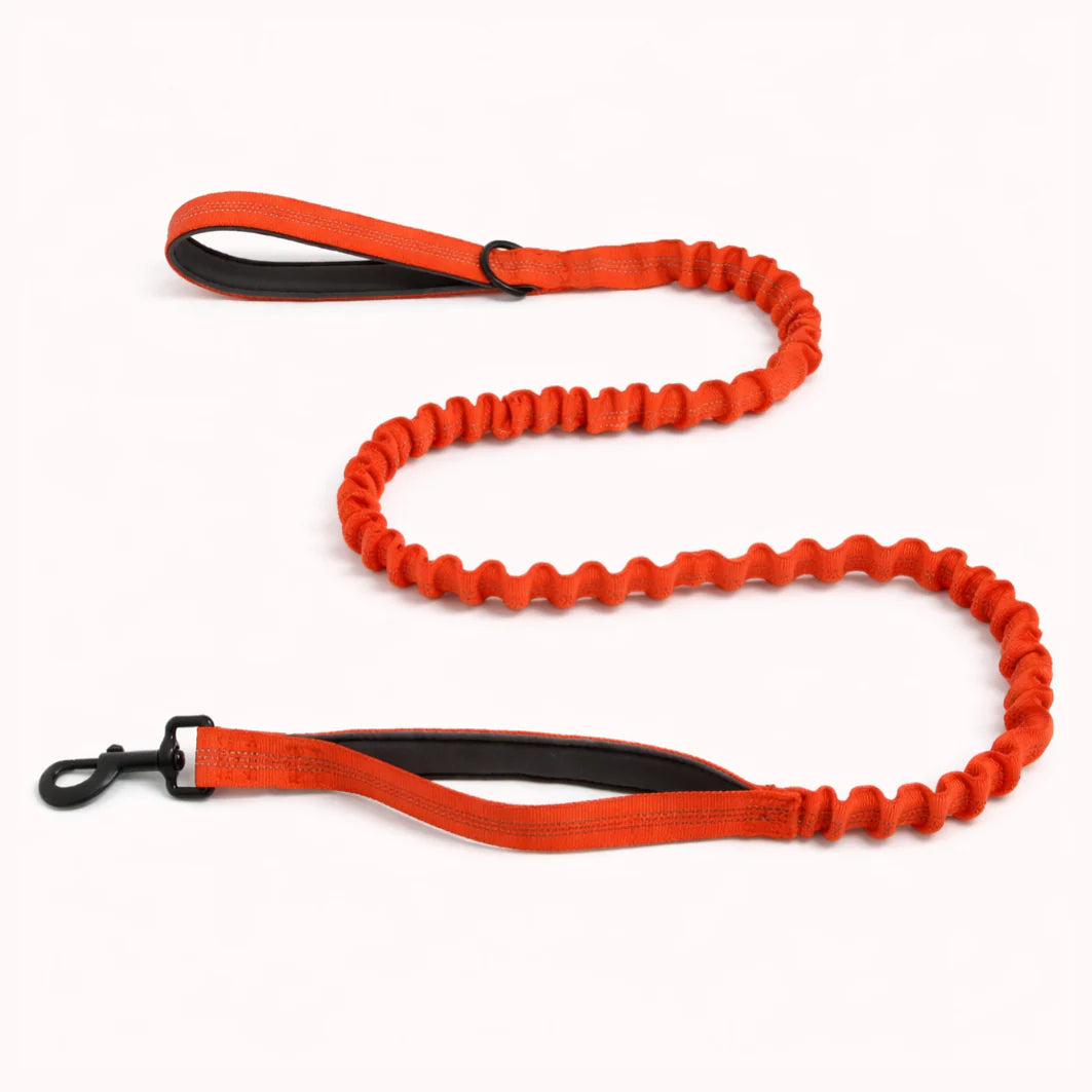 Laisse élastique assortie