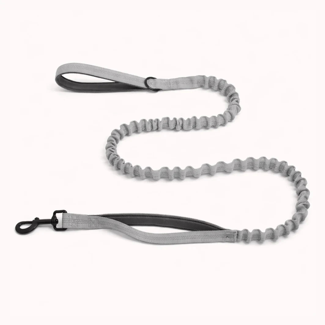 Laisse élastique assortie