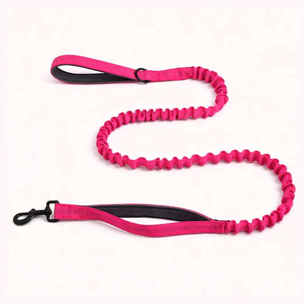 Laisse élastique assortie