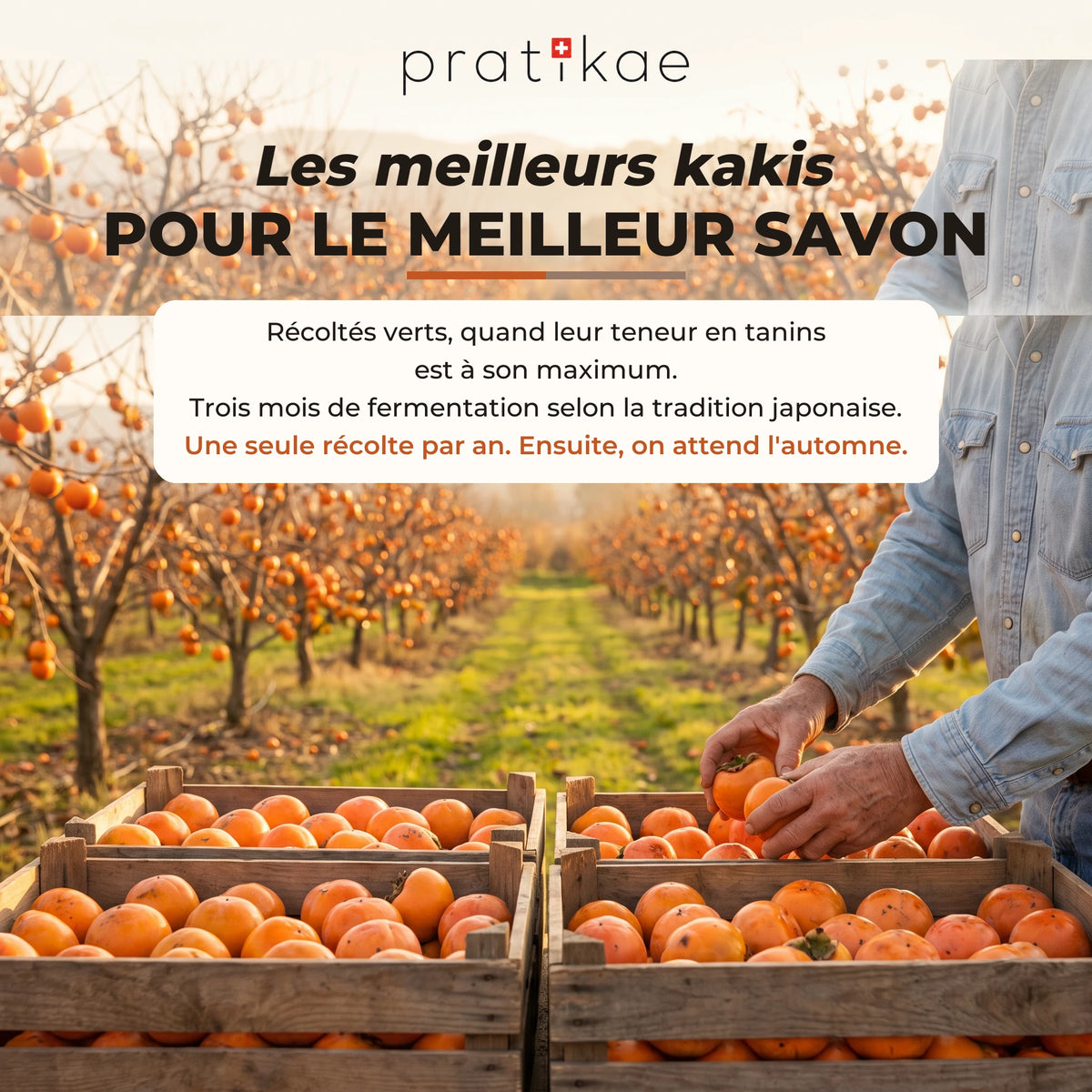 Savon au kaki fermenté – slide 03 FR
