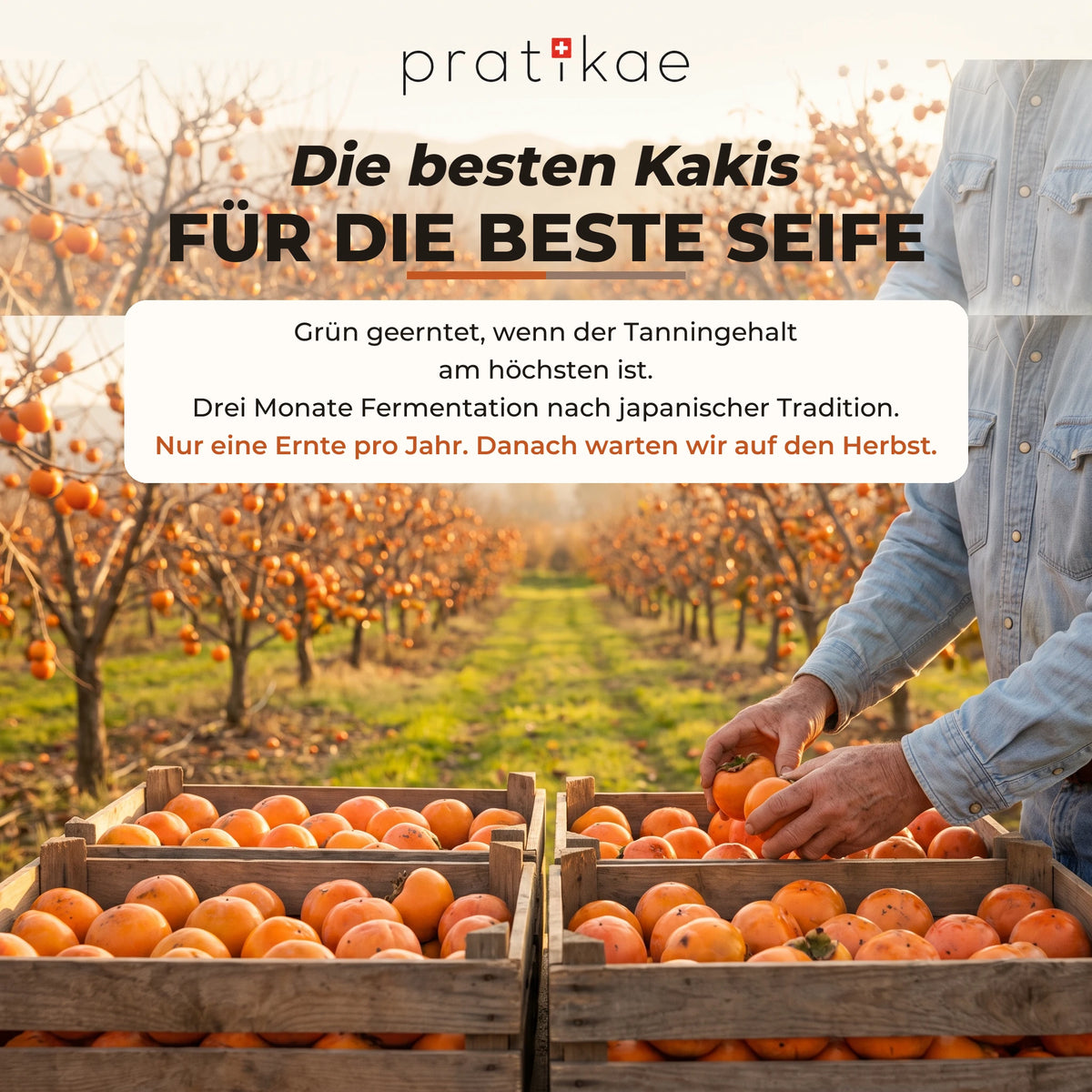 Seife mit fermentierter Kaki – slide 03 DE