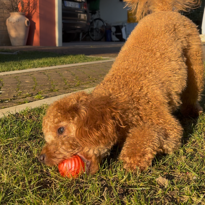 Balle interactive pour chien