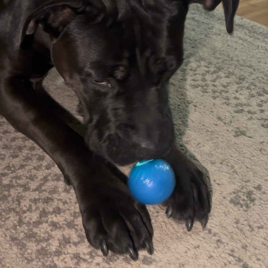 Balle interactive pour chien
